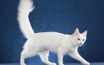 Турецкая ангора (ангорская порода) — самая громко мурчащая порода кошек с голубыми глазами