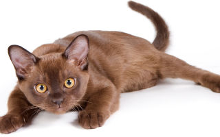 Бурманская кошка (бурма) описание породы и характера
