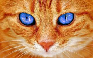 Породы рыжих кошек