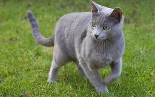 Русская голубая кошка описание породы