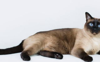 тайская кошка фото описание породы сколько стоит