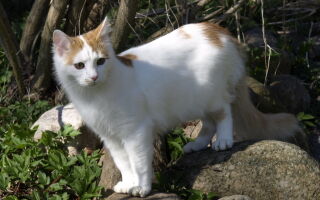 Порода кошек Турецкий ван