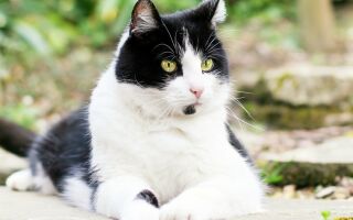 Породы черно-белых кошек