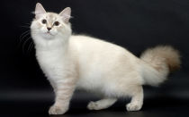 Сибирская кошка: описание породы
