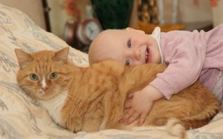 Породы кошек для детей