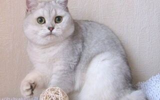Порода кошек Шиншилла