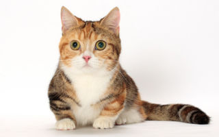 Манчкин порода кошек с короткими лапками
