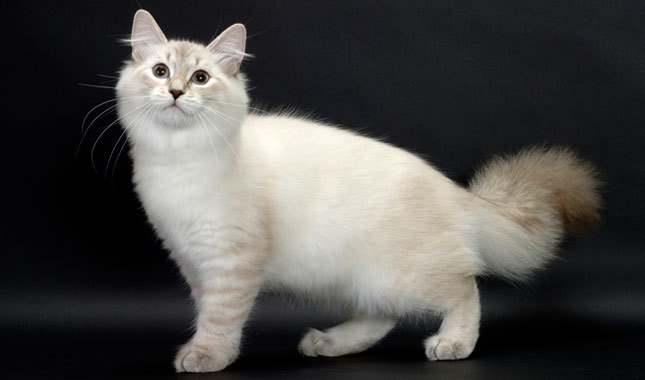 Сибирские коты описание породы характер и уход