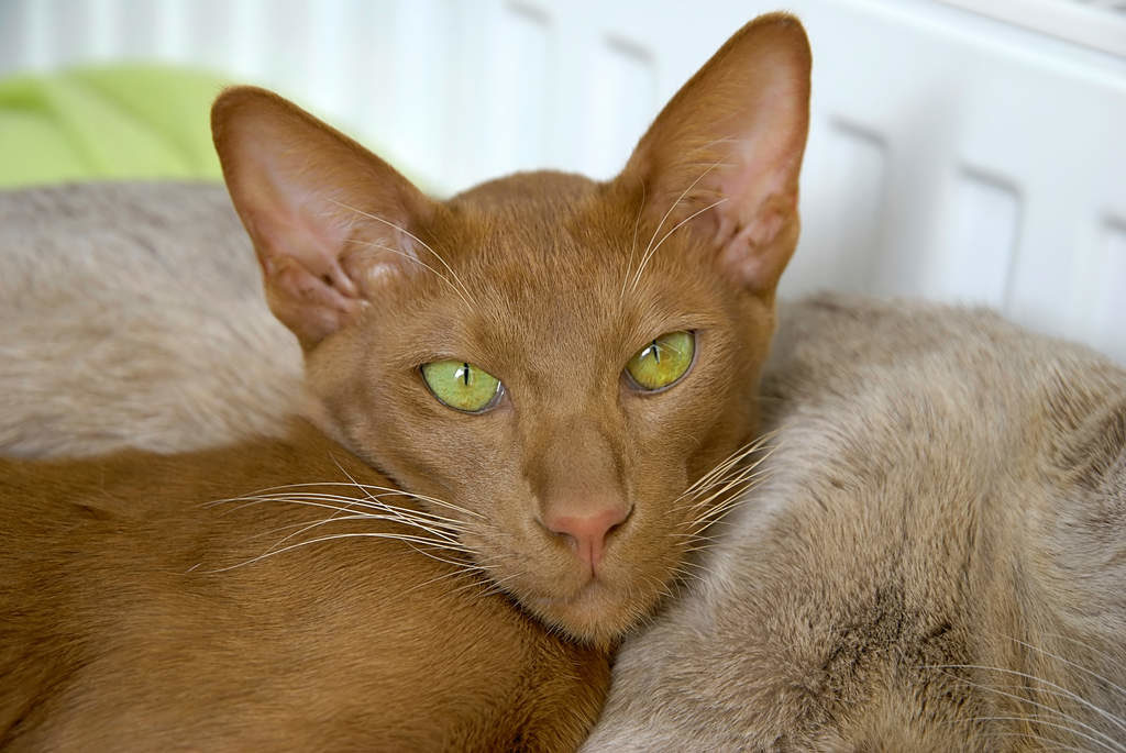 Описание породы ориентальной кошки и ее особенности