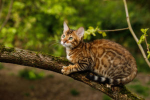 Бенгальская порода кошек: фото, особенности, характеристики