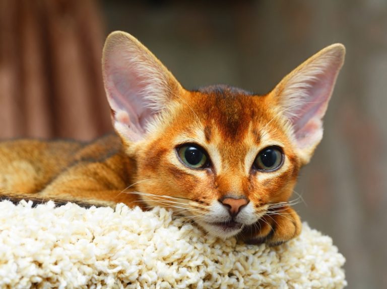 абиссинская кошка характер и поведение отзывы