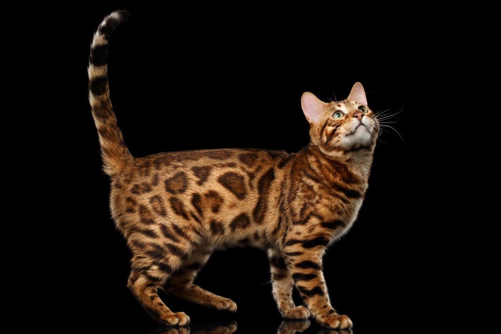 бенгальская кошка вес взрослой кошки