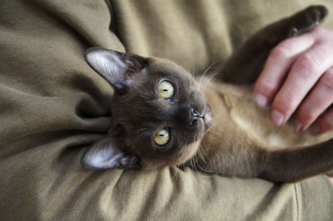 burmese cats and kittens 1