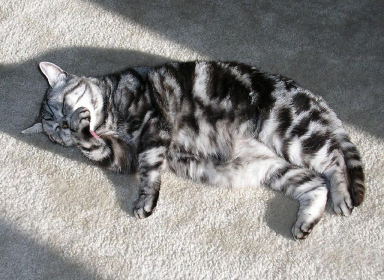 американская короткошерстная кошка фото и описание