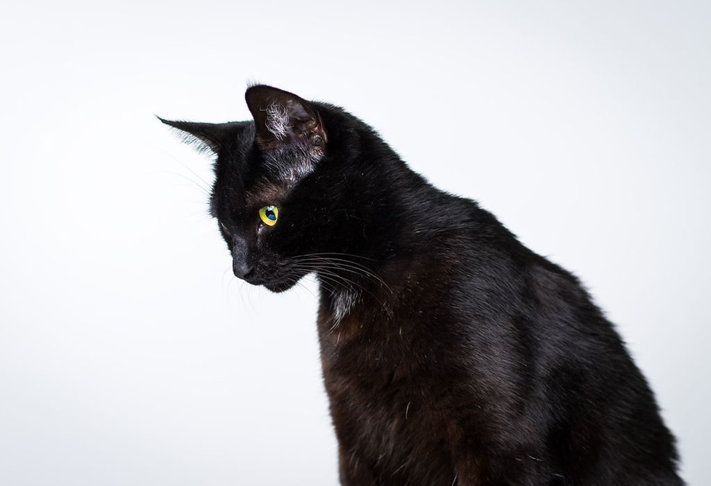 фото бомбейской кошки