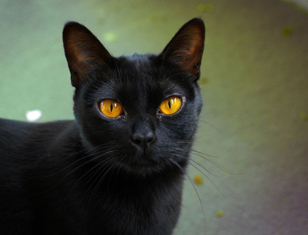 черная бомбейская кошка