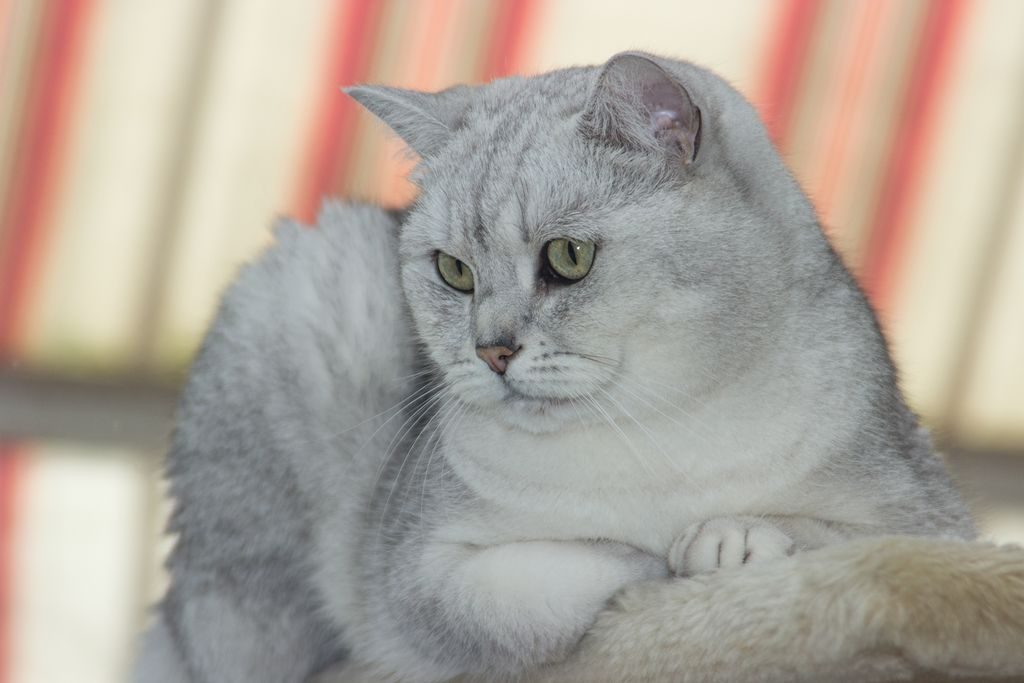 британская короткошерстная кошка фото