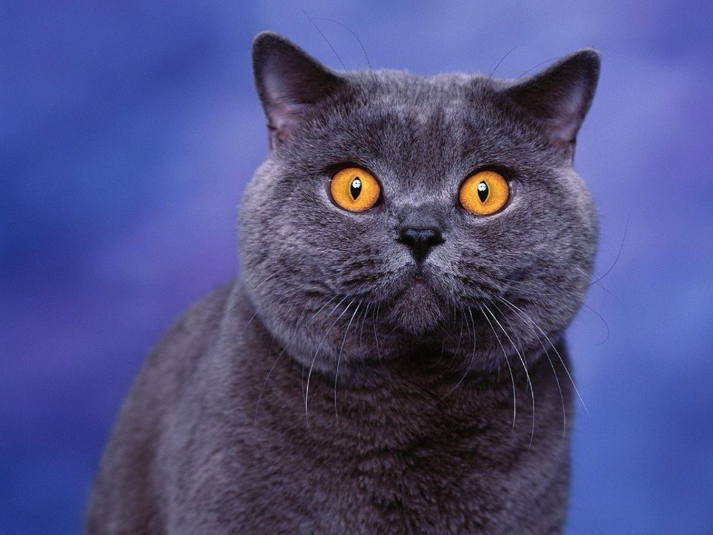 британский кот фото