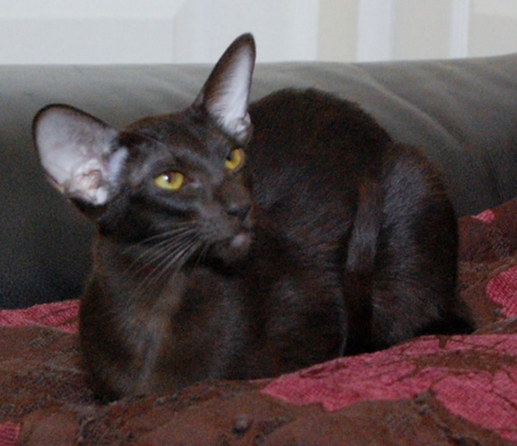 гавана браун кошка фото