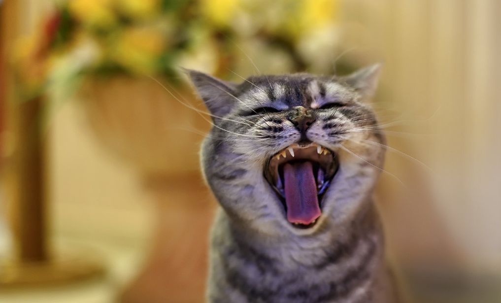 cats screaming1