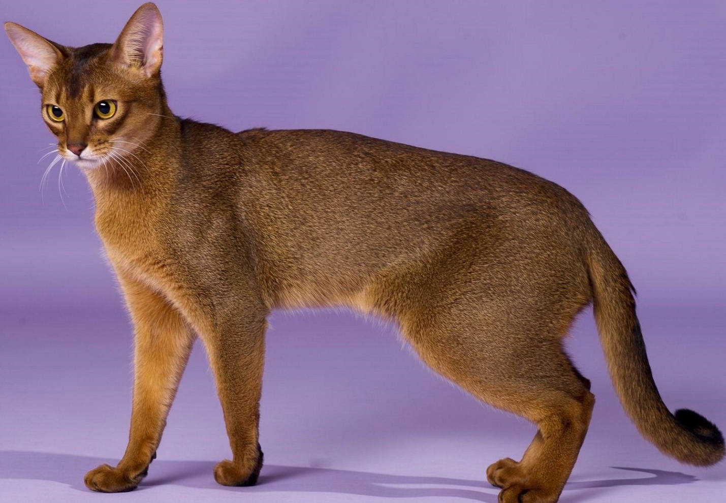abyssinian-cat-brown-cat-domestic-short-haired-cat-ancient-breeds-of-cats.jpg