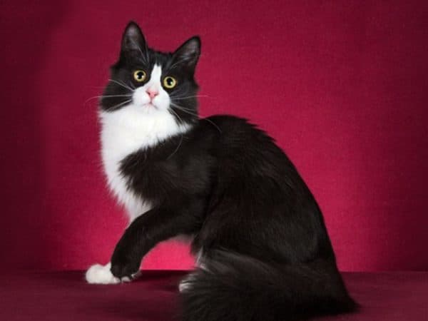 Черно-белая ангорская кошка