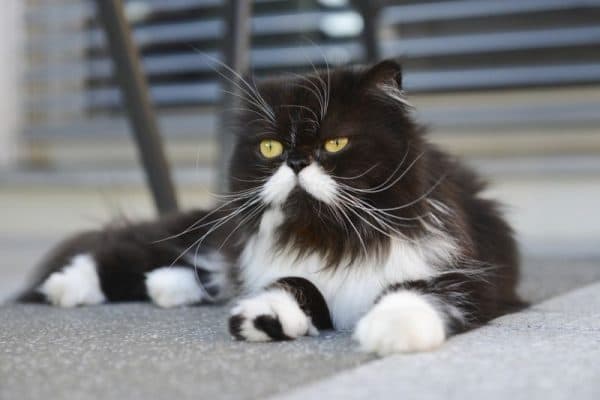 Черно-белая персидская кошка