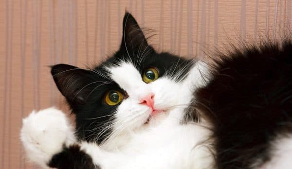 Черно-белая сибирская кошка