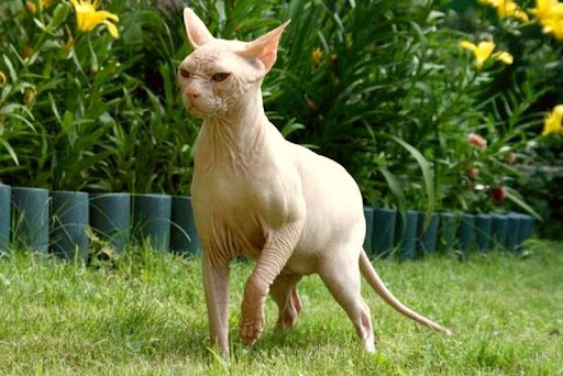 Кохона - Породы кошек с фотографиями